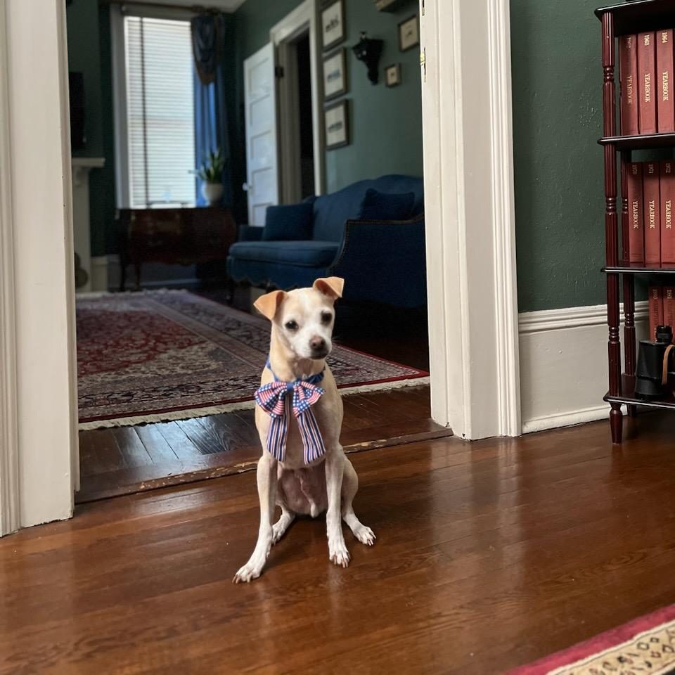 A dog sitting in the pet friendly Carriage Suite room at Heritage House